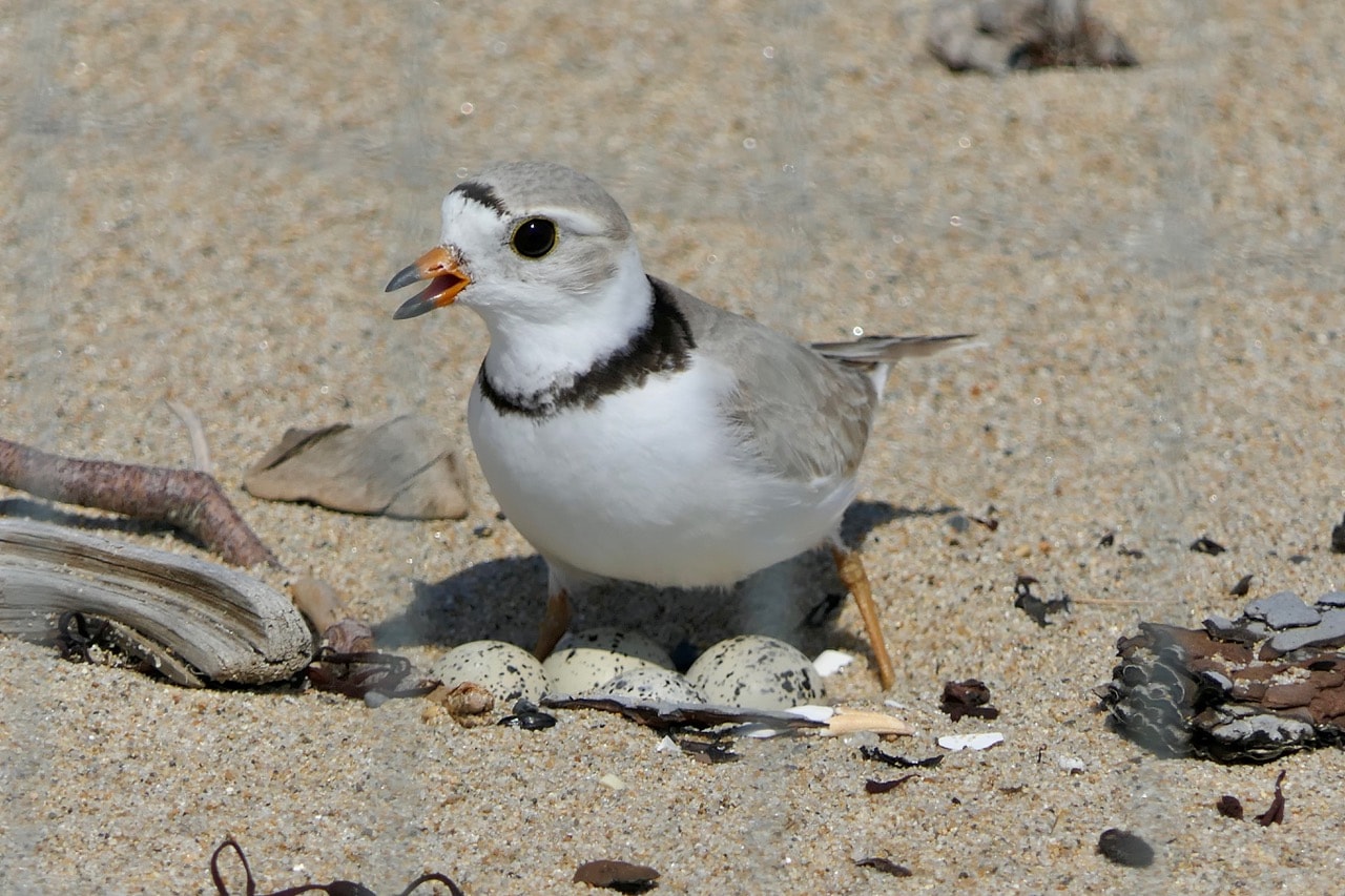 Piping plover on the beach